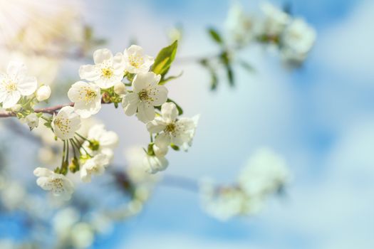 Spring background art with white cherry blossom. Beautiful nature scene with blooming tree and sun flare. Sunny day. Spring flowers. Beautiful orchard. Abstract blurred background. Shallow depth of field.