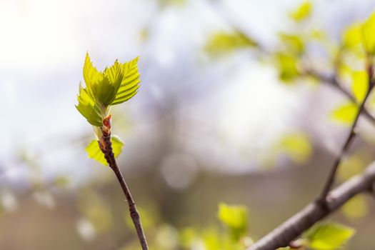 Birch twig with young foliage on blurred trees and blue sky background at springtime. Coloring and processing photo. Toned. Shallow depth of field.