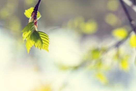 Birch twig with young foliage on blurred trees and blue sky background at springtime. Coloring and processing photo. Toned. Shallow depth of field.