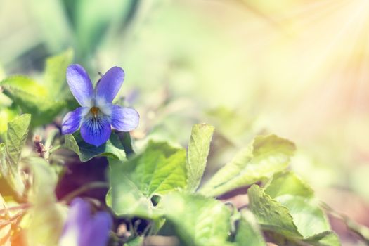 Beautiful spring violet flowers Viola odorata on bokeh background in sunny spring forest under sunbeams. Holidays Easter, valentine, mothers day picture with copy space.