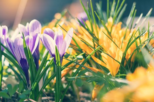 Beautiful spring violet white and yellow flowers crocuses on bokeh background in sunny spring forest under sunbeams. Holidays Easter, valentine, mothers day picture with copy space. Toned.