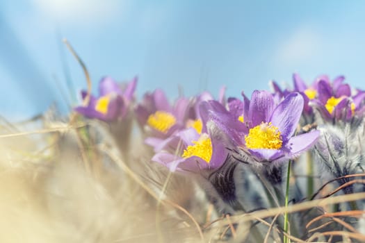 Beautiful spring violet flowers background. Eastern pasqueflower, prairie crocus, cutleaf anemone with water drops.Shallow depth of field. Toned. Copy space.