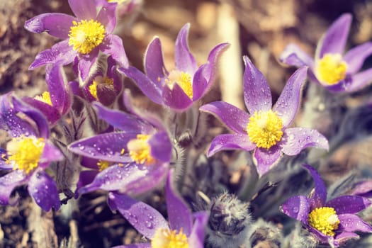 Beautiful spring violet flowers background. Eastern pasqueflower, prairie crocus, cutleaf anemone.  Shallow depth of field. Toned. Copy space.