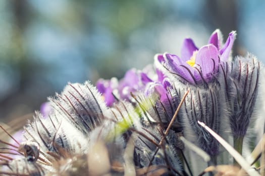 Beautiful spring violet flowers background. Eastern pasqueflower, prairie crocus, cutleaf anemone with water drops.Shallow depth of field. Toned. Copy space.