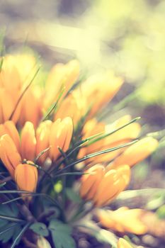 Abstract bokeh blurred color light flower springtime holiday background. Out focus, toned.
