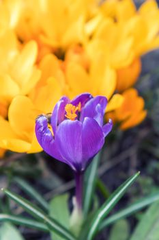 Bee collects nectar and flies. Violet blooming crocuses. Sunny day.