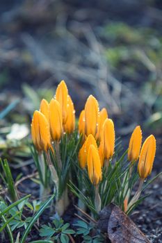Beautiful springtime background. Yellow blooming crocuses  with water drops. Low angle. Sunshine. Sunrise. Toned, soft focus. Shallow depth of field.