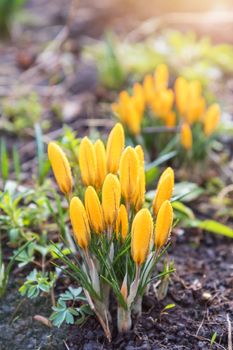 Yellow blooming crocuses with water drops. Sunny day. Low angle. Sunshine. Sunrise. Shallow depth of field. Toned.