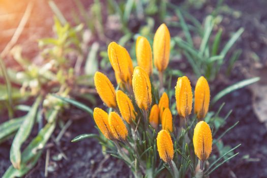 Yellow blooming crocuses with water drops. Sunny day. Low angle. Sunshine. Sunrise. Shallow depth of field. Toned.