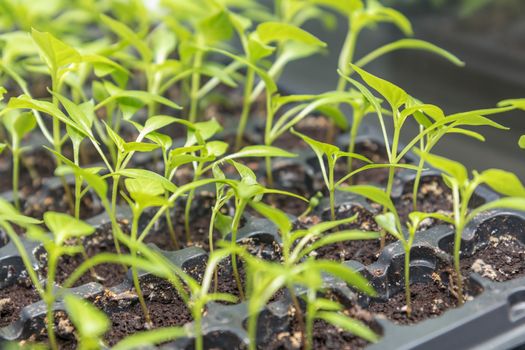 Pepper seedling transplants growing in a plastic tray. Sprouting pepper seedlings in propagator trays. Shallow depth of field. Coloring and processing photo.