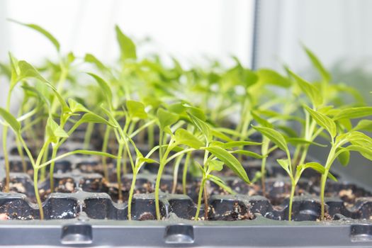 Pepper seedling transplants growing in a plastic tray. Sprouting pepper seedlings in propagator trays. Shallow depth of field. Coloring and processing photo.