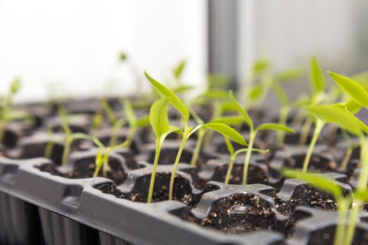 Pepper seedling transplants growing in a plastic tray. Sprouting pepper seedlings in propagator trays. Shallow depth of field. Coloring and processing photo.