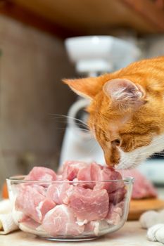 Red and white cat takes a piece of meat from a table. Kitty on the kitchen. Fresh pork cut meat in the glass bowl.