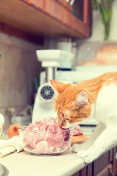 Red and white cat takes a piece of meat from a table. Kitty on the kitchen. Fresh pork cut meat in the glass bowl. Toned.