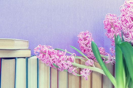 Many different books on violet wall. Flowers pink hyacinth. Cozy home concept.