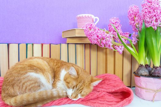 Red and white cat sleeping on pink scarf.  Many different books on violet wall. Cup of tea on books stack. Flowers pink hyacinth. Cozy home concept.