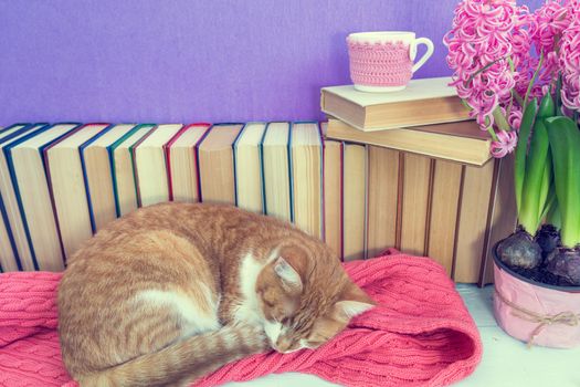 Red and white cat sleeping on pink scarf.  Many different books on violet wall. Cup of tea on books stack. Flowers pink hyacinth. Cozy home concept. Toned.