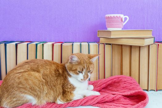 Red and white cat sleeping on pink scarf.  Many different books on violet wall. Cup of tea on books stack. Cozy home concept.