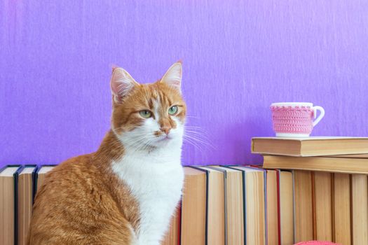 Books background. Red and white cat close up. Many different books on violet wall. Cup of tea on books stack.