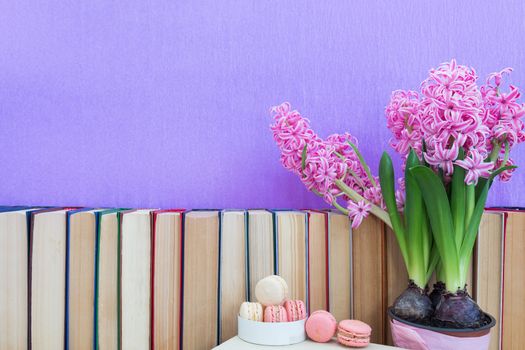 Many different books on violet wall. Flowers pink hyacinth. White and pink sweet delicious macaroons cake. Cozy home concept.