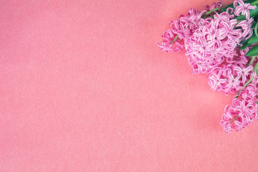 Beautiful spring holiday background. Fresh pink hyacinth on pink copy space groundwork.