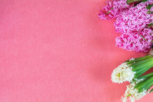Beautiful spring holiday background. Fresh pink and white hyacinths on pink copy space groundwork.