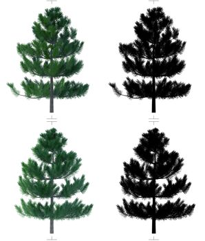 Fir tree with alpha chanal. Plane model texture for game design