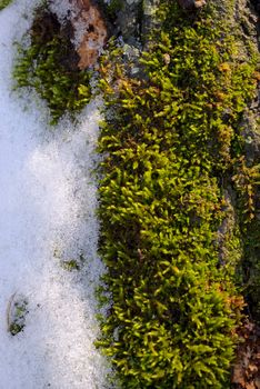 Closeup moss and snow on tree