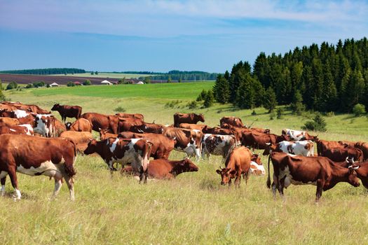 Herd of dairy cows on a pasture