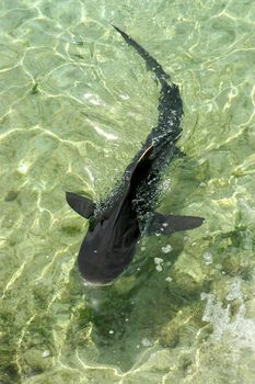 Shark swimming in shallow sea green water