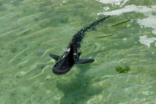 Shark swimming in shallow sea green water