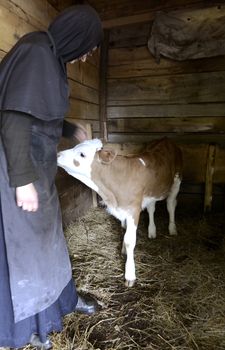 A nun in a stable with calves