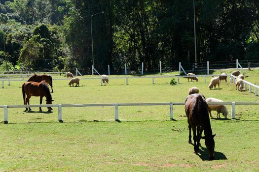 Horses on the Farm, Grazing horses