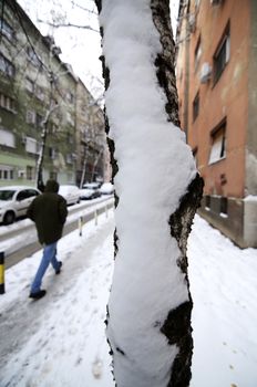 Row of trees covered with snow on winter day