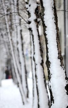 Row of trees covered with snow on winter day