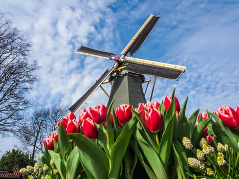 The famous Dutch windmills. View through red tulips in  the Netherlands