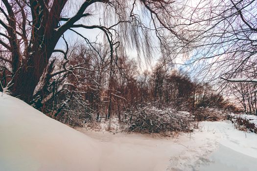 Cold winter snowy landscape at middle of the day