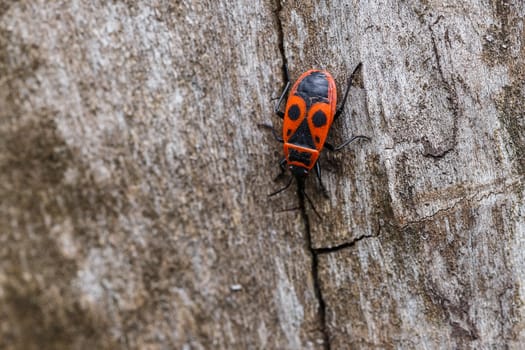 Photo insect bug-soldier outdoor.