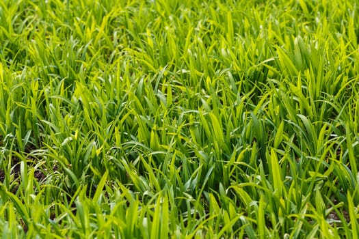 The photos are beautiful, green, bright plants in daylight.