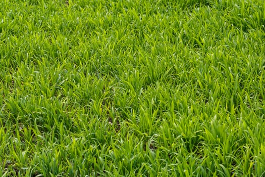 The photos are beautiful, green, bright plants in daylight.