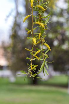 Birch bud blossomed in the spring. Picture taken in the park. 