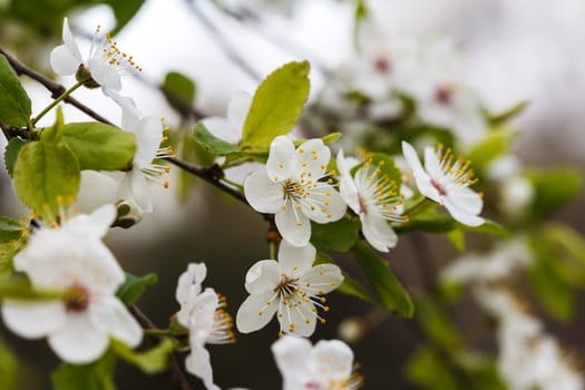 Photo of a beautiful white spring flower.
