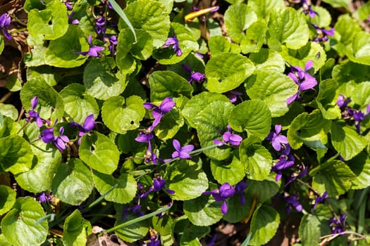 Photo of the beautiful purple flower.