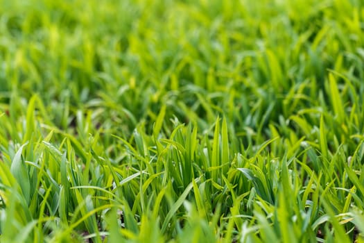 The photos are beautiful, green, bright plants in daylight.