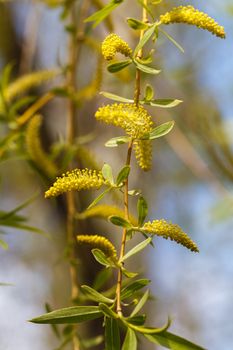 Birch bud blossomed in the spring. Picture taken in the park. 