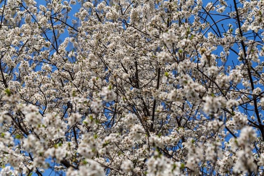 Photo of a beautiful white spring flower.
