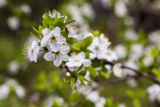 Photo of a beautiful white spring flower.
