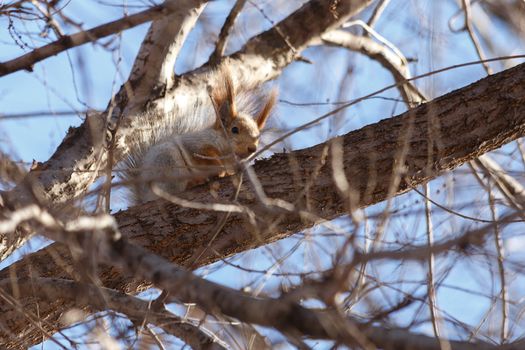 Beautiful, furry squirrel in the park.