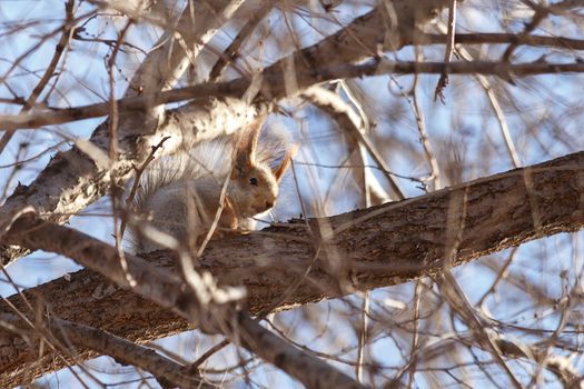 Beautiful, furry squirrel in the park.