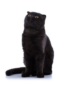 Lop-eared kitten on a magnificent white background.